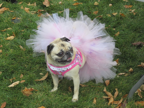 pug petsmart pug o ween tellwut pug petsmart pug o ween tellwut