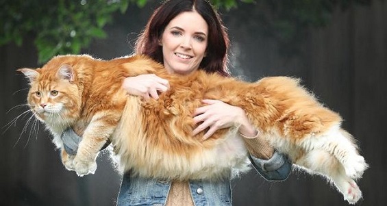 kangaroo eating maine coon tellwut com size of maine