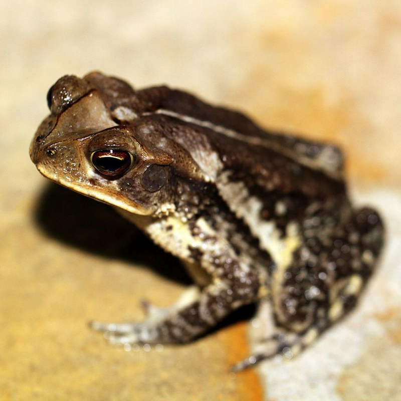 Poisonous toads overrun south Florida neighborhood | Tellwut.com
