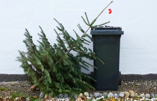 do you take your christmas tree down the day after christmas - When Should You Take Your Christmas Tree Down do you take your christmas tree down the day after christmas - When Should You Take Your Christmas Tree Down