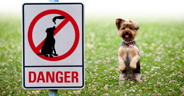 when do you give puppies the world s most dangerous foods for dogs tellwut when do you give puppies the world s most dangerous foods for dogs tellwut