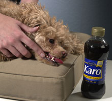 hypoglycemia in dogs with diabetes