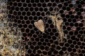 download wax worms moth download wax worms moth