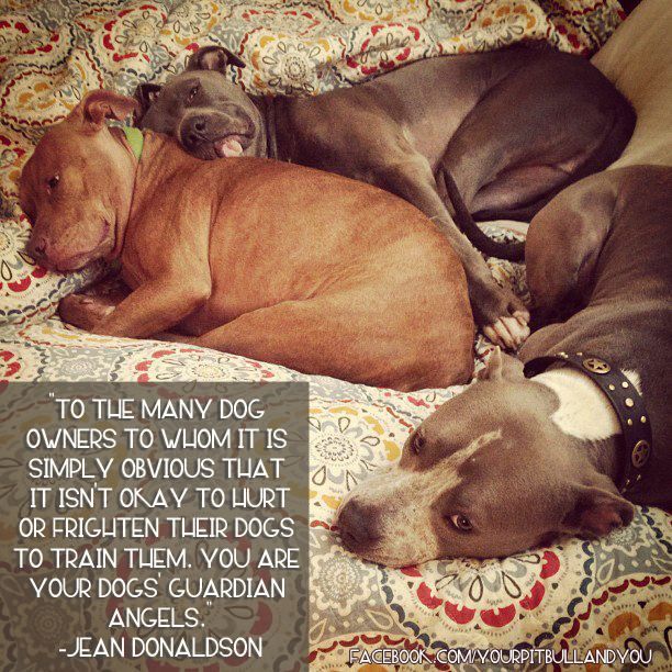 fight jean donaldson