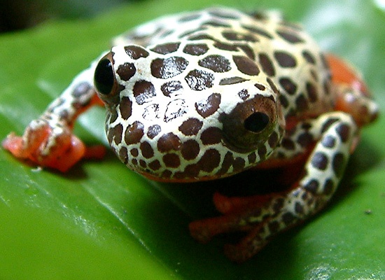 Αποτέλεσμα εικόνας για harlequin toad