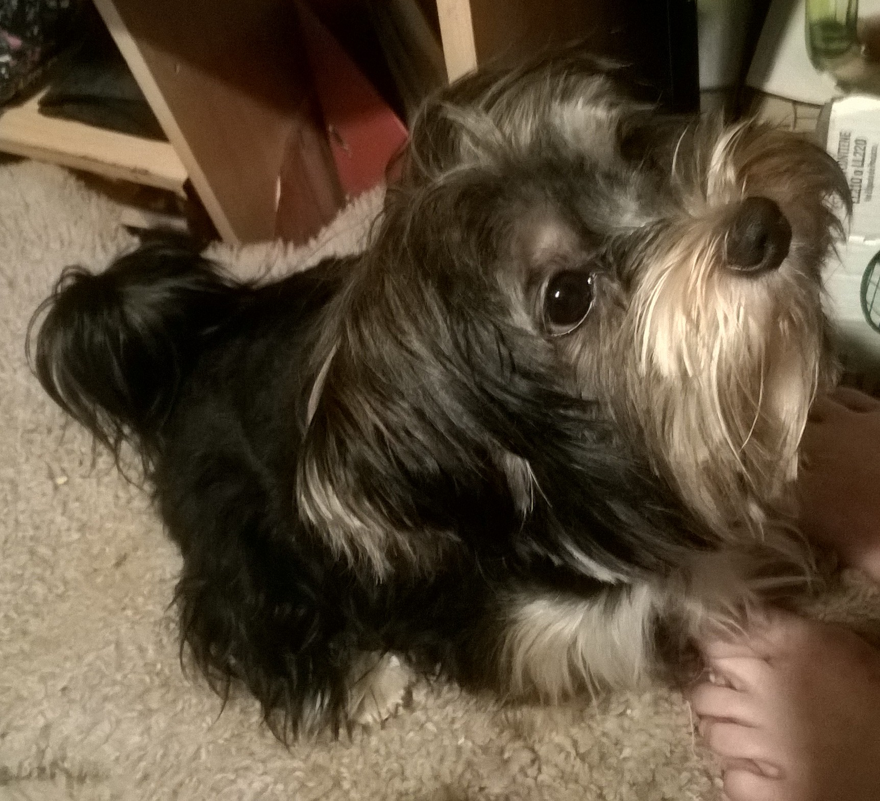 Neutering your male dog