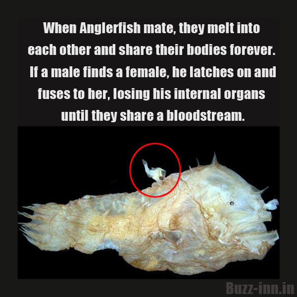angler fish reproduction angler fish reproduction