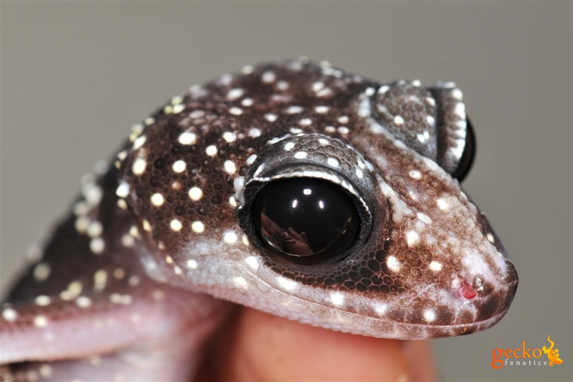 Masobe Gecko