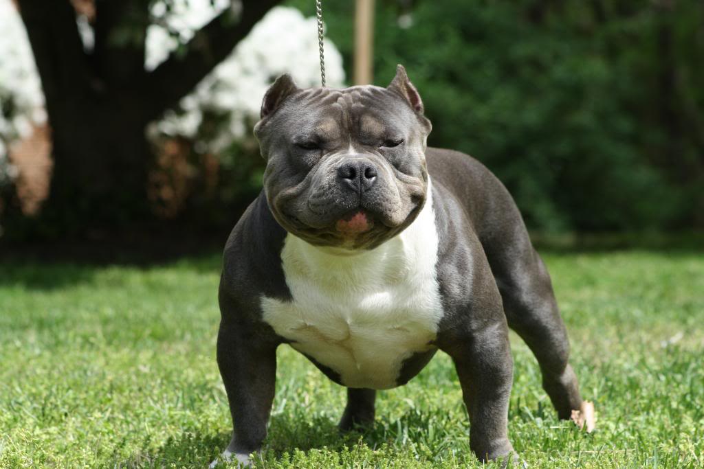 breed bully american bully breed tellwut breed bully american bully breed tellwut