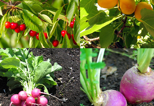 12 fast growing vegetables and fruit trees for your home garden ...