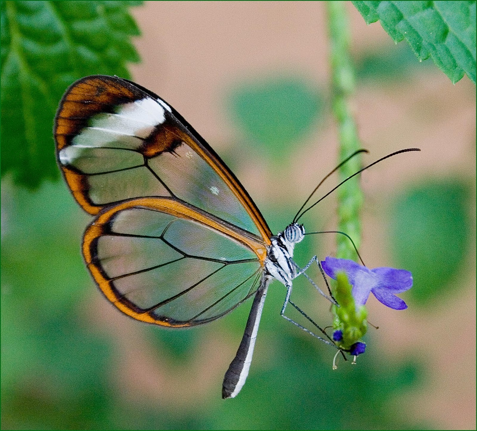 Have you seen or heard glasswing butterfly?