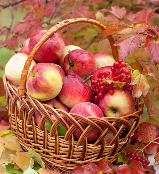 What Kind Apples Do You Like Tellwut