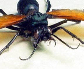 tarantula hawk wasp tellwut
