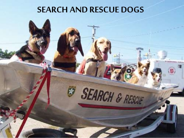 best search and rescue dog breeds