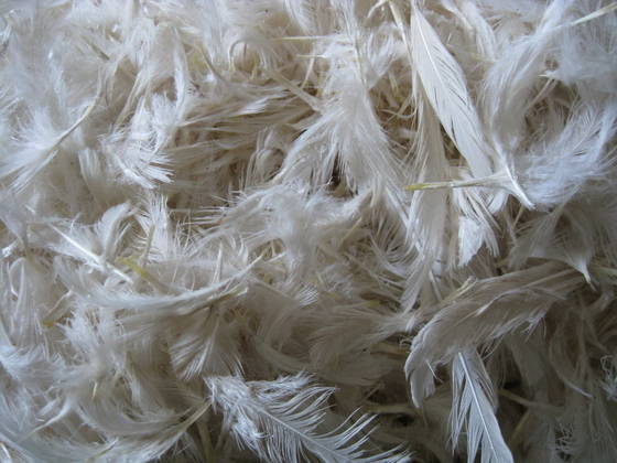 Chicken Feathers!  Tellwut.com