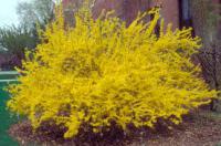 In your area, have the forsythia started to bloom?