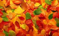 What color of autumn leaf is your favorite?