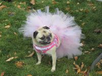 Some Pugs are destined to wear the latest Pug o'ween fashion from Petco or Petsmart. Poor Pugs. Others, like this little girl, prance around in their costumes made just for them. Have you ever made a Halloween costume?