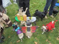 One thing's for sure when it comes to Pug o'Ween. There will be more tricked-out pugs in one place than you've ever seen. Knowing this, will you try to find a Pug o'Ween in your area? (Most cities have them, believe it or not!)