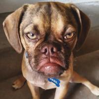 Meet Earl, the grumpy puppy, who is a pug and beagle mix. Earl's human, Derek Bloomfield from Iowa, set up Facebook and Instagram pages to show the musings of this cranky canine, according to Yahoo U.K. Due to his under-bite, the puppy looks a bit annoyed. But 