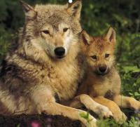 Which wolf facts do you know?