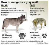 Do you know the difference between a wolf and a coyote?