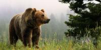 So many nature lovers posed for selfies with bears, a park had to completely shut down to visitors because of the safety threat. Recently, Waterton Canyon in Colorado became a home for two mother bears, who each had two cubs. It also became home to a slew of tourists hoping to get a great social media moment with the wild animals. Are you familiar with this story?