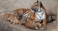 You can help save a Tiger by adopting one through WWF http://gifts.worldwildlife.org/gift-center/gifts/Species-Adoptions/Tiger.aspx 