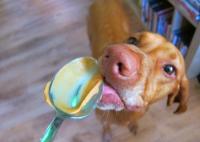 Did you know that feeding peanut butter to your dog which contains Xylitol can be deadly to your dog?