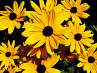 Rudbeckia hirta (commonly called black-eyed-susan) is a North American species of flowering plants in the sunflower family. Do you like Black-Eyed-Susan's?