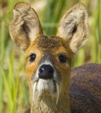 The vampire deer is actually a nickname for different varieties of the musk deer, but you can see how he got his supernatural moniker. Only the male deer in this family have fangs and they're used to compete for mates. Once thought extinct, researchers recently found a lone Kashmir musk deer in northeastern Afghanistan last November for the first time in 60 years. Is this the first time you are seeing a Vampire Deer?