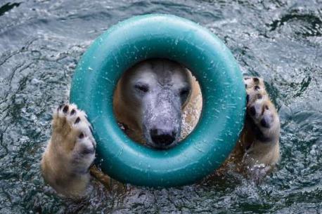 A polar bear plays in a pool at a zoo in Wuppertal, Germany (July of 2015). Do you like this adorable polar bear image?