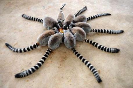 Lemurs eat at Qingdao Forest Wildlife World at Qingdao, China (January of 2015). At first glance did the lemurs look like a giant spider to you?