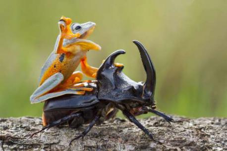 A frog rides a beetle in Sambas, Indonesia (January of 2015). Do you like this unique image of the frog and the beetle?