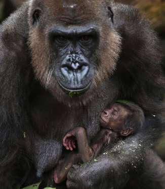 A baby Western lowland gorilla clings to it's Mother, Frala, at Taronga zoo in Sydney (May of 2015). Do you like this loving tender moment between the Mother and the baby gorilla?