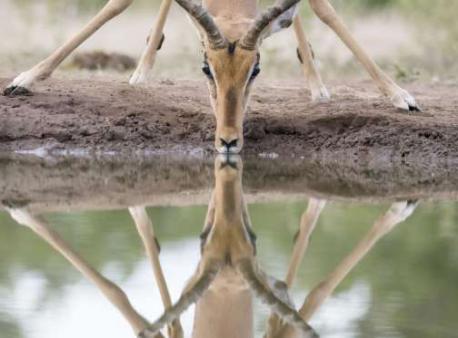 An impala drinking water from a puddle in Mashatu Game Reserve. Botswana (February of 2015). Did this image make you take a double look with the water reflection of the impala?