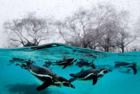 Penguins swim in the pool during the annual stock take at the London zoo (January of 2015). Do you like this underwater image of the swimming penguins?