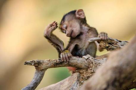 A baby baboon seen in Tarangire National Park, Tanzania (August of 2015). Do you think this is one of the cutest images you have ever seen?