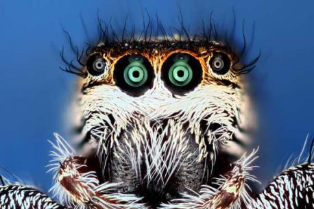 Jumping spider taken in Connecticut U.S. (October of 2015). Does this image of the spider kinda freak you out a bit?