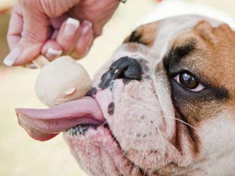 A puppy enjoys an ice cream during Woofstock Dog Festival in Pretoria, South Africa (March of 2015). Do you like this irresistible puppy image?