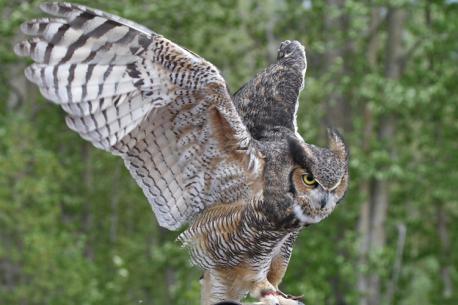 Fun Facts about Owls. Which facts are you familiar with?