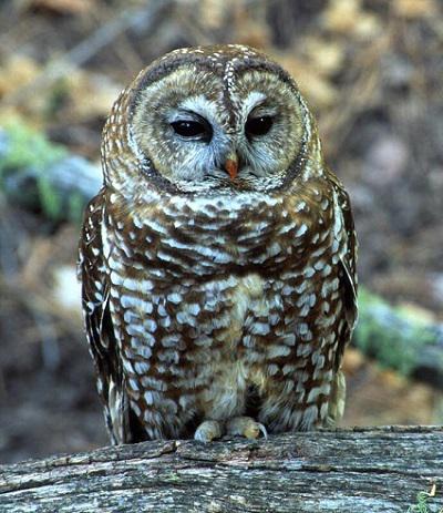 Have you seen any of these owl species in the area where you live (ones that are listed in question #1)?