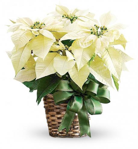 What color of Poinsettia's do you prefer?