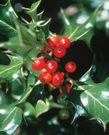 Which facts are you familiar with for these Christmas plants and flowers?