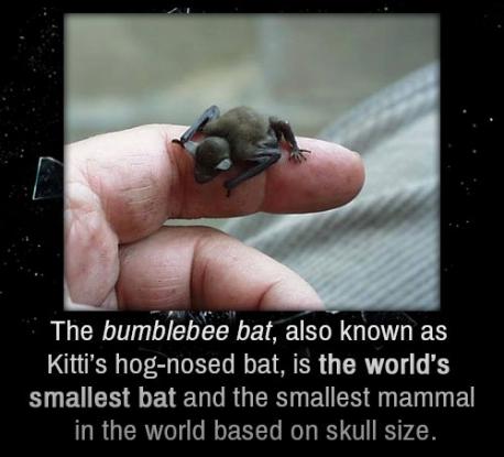 Is this the first time you have heard about the Kitti's Hog-Nosed Bat (or Bumble Bat)?