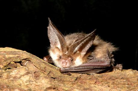 There's much about the Hog-Nosed Bat that remains unknown. Which of these facts are you aware of?