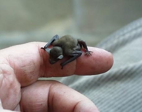 Do you think this could be possibly the World's smallest mammal?