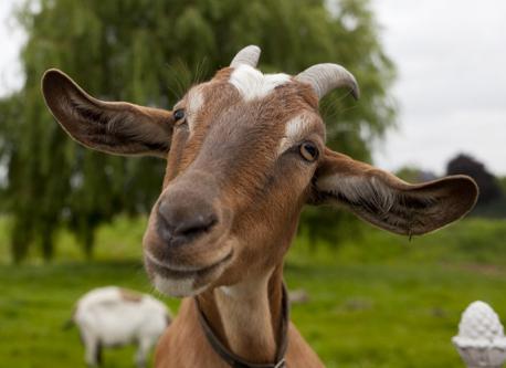 MANDY THE GOAT: Austrian farmer Noel Osborne fell into a pile of manure and hurt his hip badly. Being too distant from anybody who could hear his cries for help, he spent five days in the open air. During this time his goat Mandy huddled by his side, keeping him warm. Perhaps more remarkably, Mandy would also feed the man with her milk that helped him to survive cold and rainy nights. Eventually, the man was saved by his friends. Does it amaze you how Mandy helped Noel survive for 5 days?