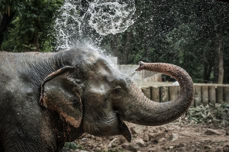 NINGNONG THE ELEPHANT: Eight-year-old Amber Mason from Milton Keynes in England was on vacation in Phuket, Thailand with her mother and stepfather. The brightest spot of her holiday to that point had been making friends with a four-year-old Asian elephant named Ningnong. Little did they know that when the 2004 tsunami hit, that elephant would save Amber's life. She climbed on Ningnong's back and the two followed the elephant's owner, Yong, down to the beach. Yong was busily collecting stranded fish from the beach for food while Amber and Ningnong were hanging out together. At one point the elephant sensed that something was wrong and took off running inland. When the wave arrived he stood still and braced himself against the wave, saving Amber's life. Do you think Ningnong was an incredibly brave elephant to help save Amber's life?