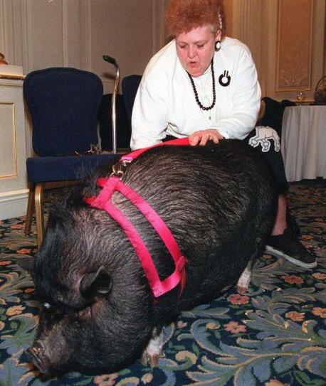 LULU THE POTBELLY PIG: When JoAnn Altsman had a heart attack and collapsed to the ground, Lulu, her daughter's pot-bellied pig, rushed out of the house, lying down in the street to stop traffic. The pig tried relentlessly to get help, returning to the house to check on JoAnn, only to rush back to the street for help. Finally, one person stopped and followed the determined pig back to the house, where they found Altsman in pain on the floor. She was immediately rushed to a hospital. Do you think Lulu's persistence helped her owner JoAnn?